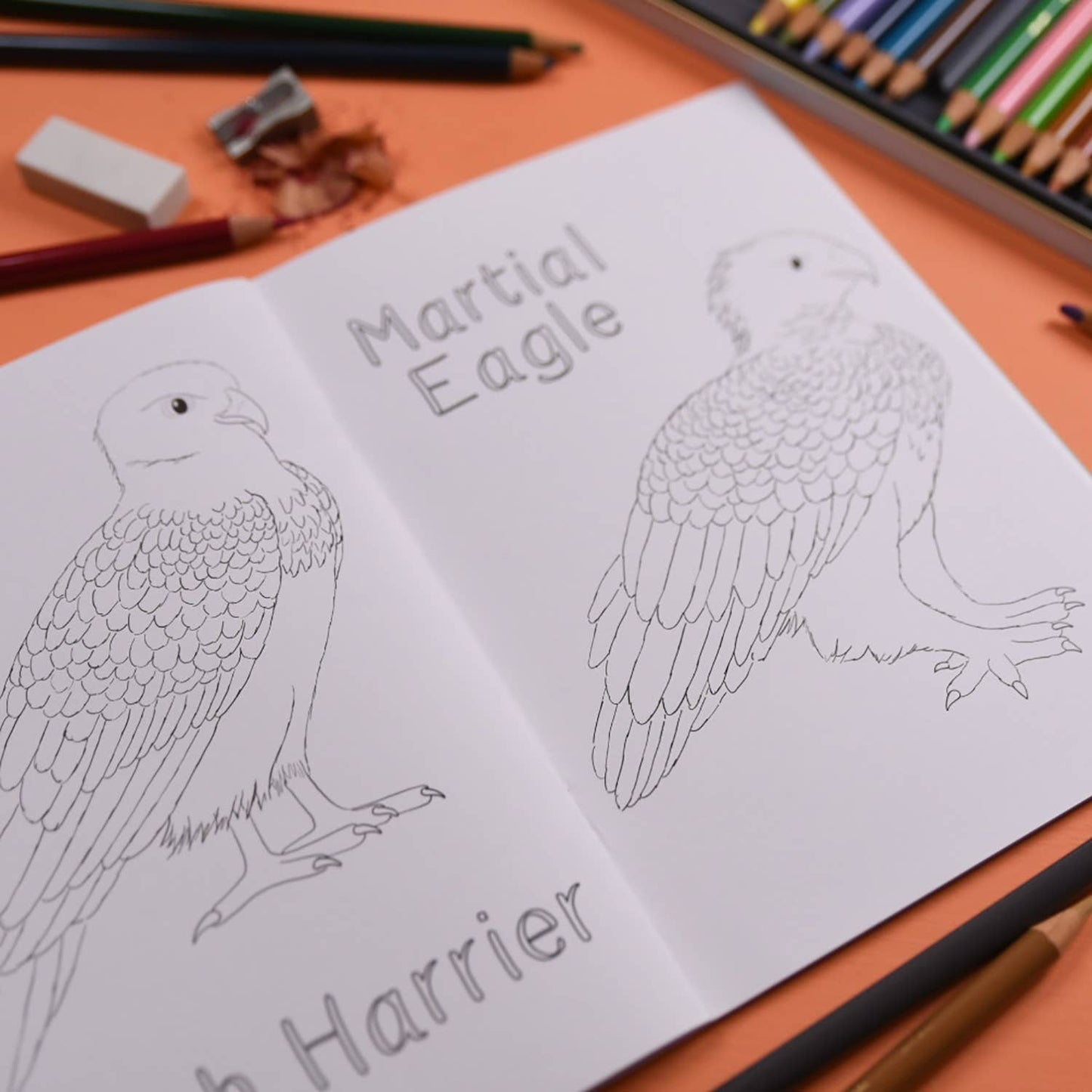 Amazing Birds of Prey Colouring Book